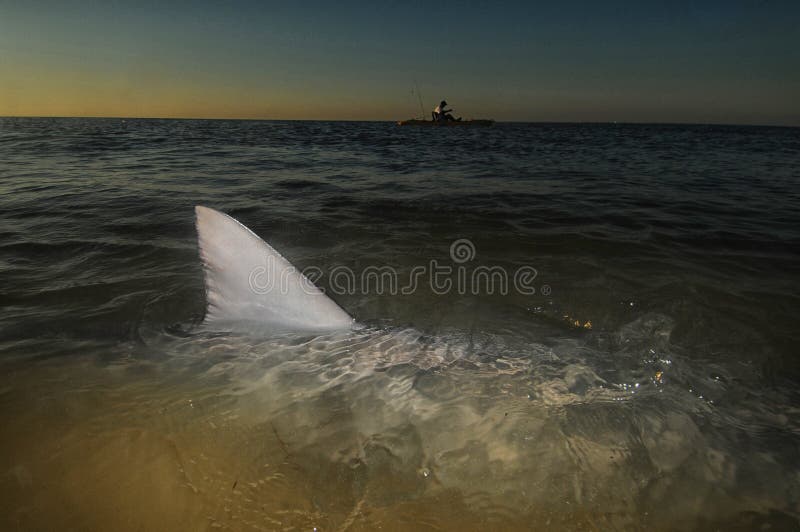 Shark fin above water in ocean with kayak