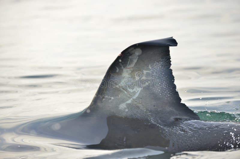 Shark fin in the water.