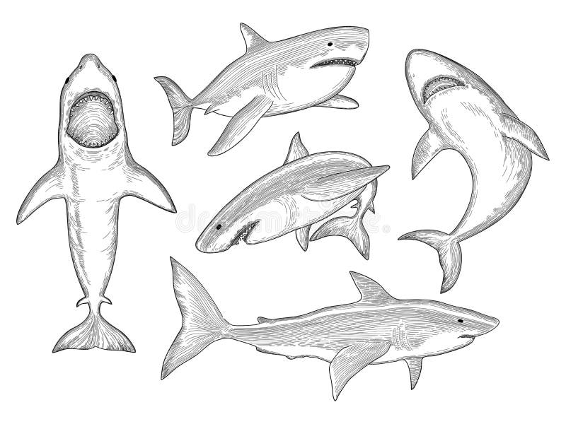 Shark Monster Stock Illustrations – 2,579 Shark Monster Stock Illustrations, Vectors & Clipart - Dreamstime Shark Monster Stock Illustrations – 2,579 Shark Monster Stock Illustrations, Vectors & Clipart - Dreamstime