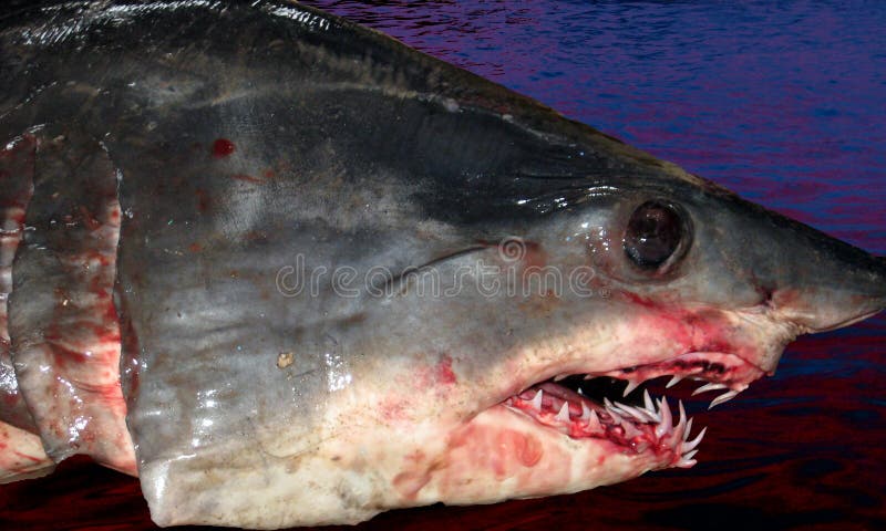 Shark head royalty free stock photos Shark head royalty free stock photos