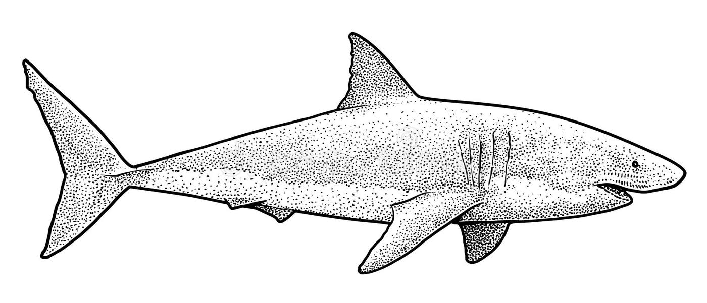 Great White Shark Vector Outline Stock Illustrations – 1,030 Great