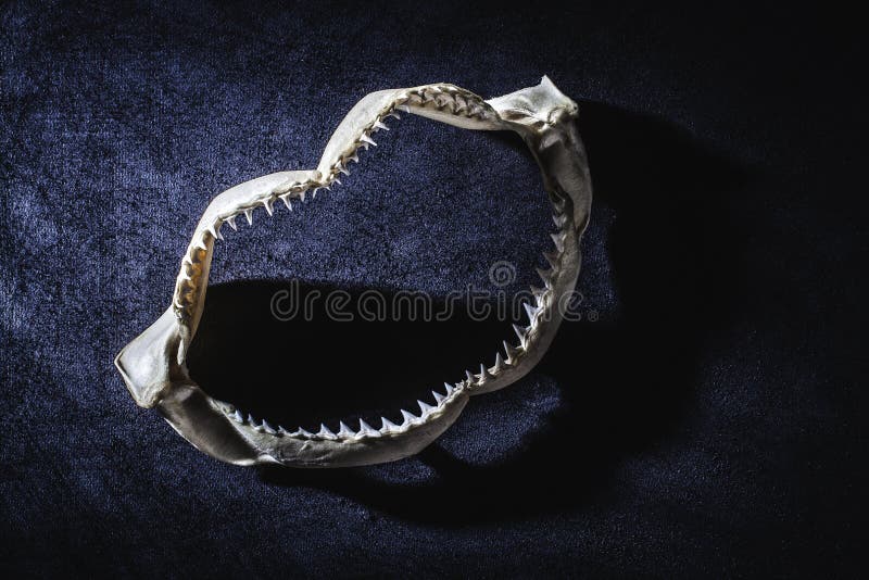 Shark jaw with teeth