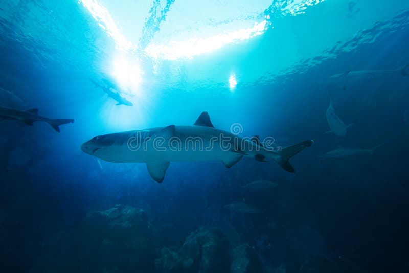 Shark in the ocean. Coral reef underwater with water line. Shark with Sunbeams shining through surface in aquarium stock photo Shark in the ocean. Coral reef underwater with water line. Shark with Sunbeams shining through surface in aquarium stock photo