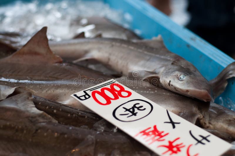 Shark Sale stock photo. Image of fish, japan, food, seafood - 13178194