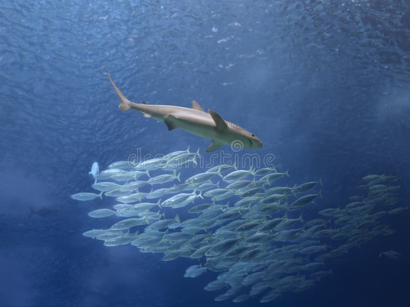 Shark and School of Mackerel Fish Stock Photo Image of aquarium