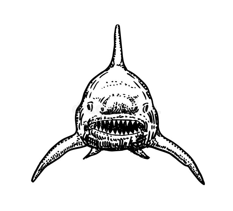 Shark Sketch. Shark Sketch Vector Graphics Monochrome Blackandwhite Drawing. Shark Front View