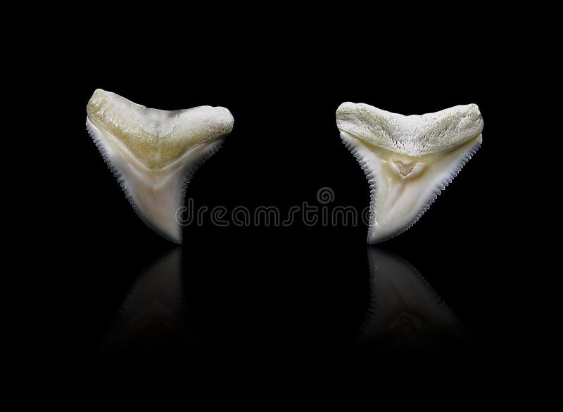 Shark teeth in detail stock image. Image of serrated - 115299289
