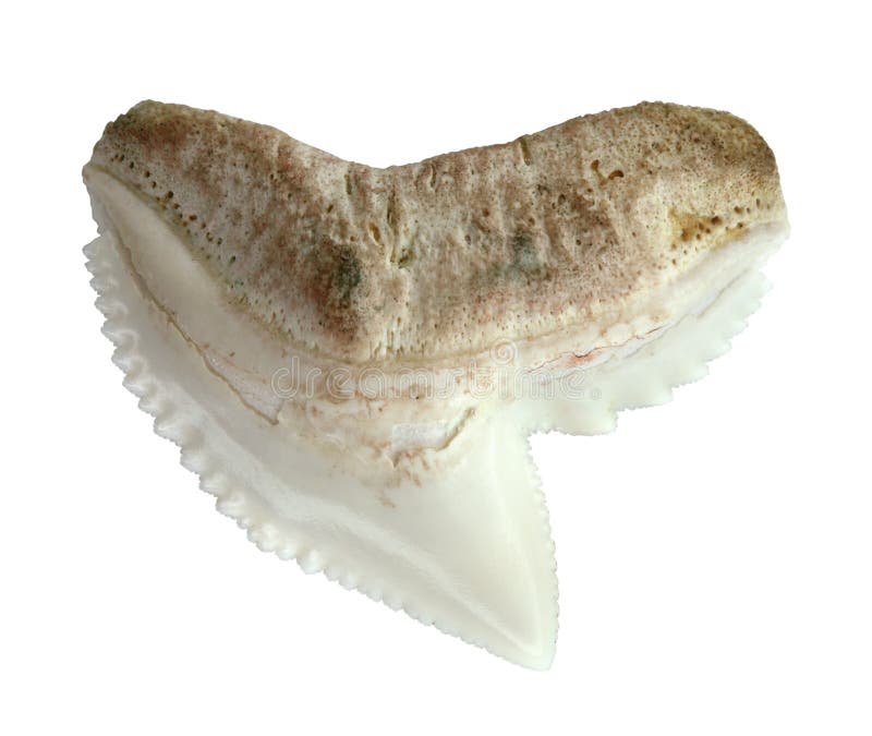 Shark tooth