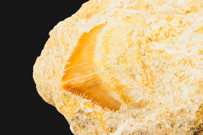 Shark tooth fossil stock image. Image of danger, fossilized - 32784633
