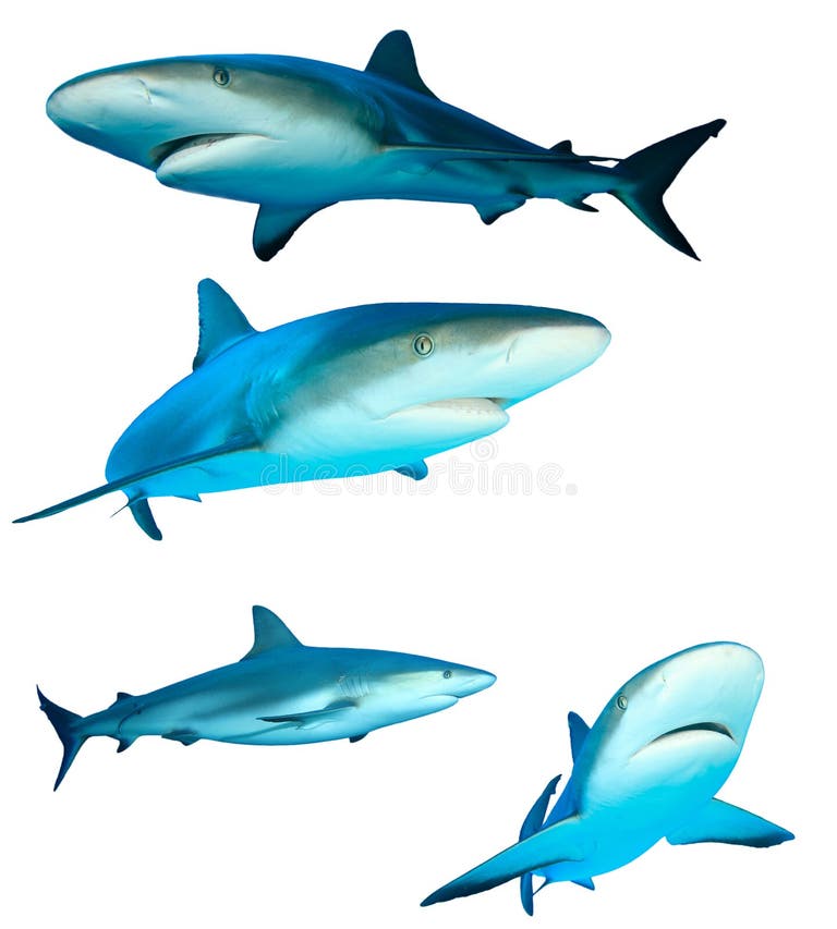 2,471 Sharks Background Stock Photos - Free & Royalty-Free Stock Photos