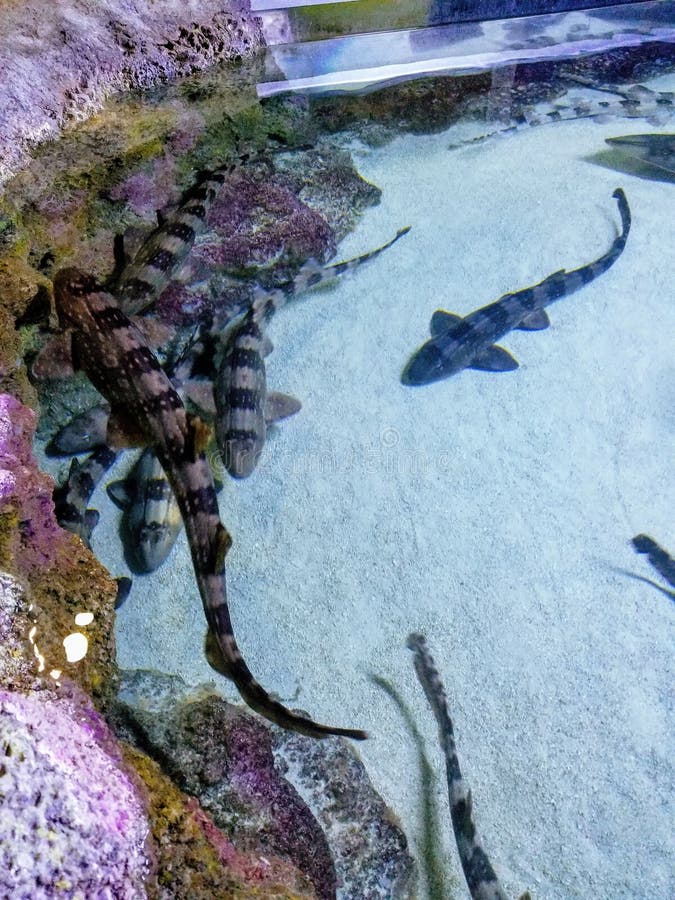 Sharks at Austin Aquarium stock photo. Image of corner 115614594