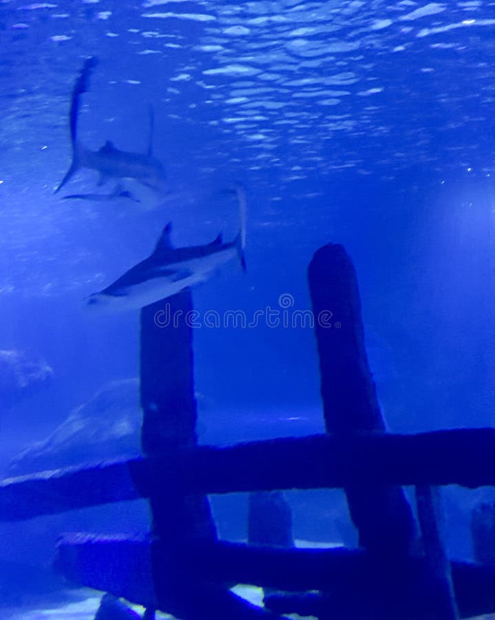 Sharks in the Deep Blue stock photo. Image of sharks - 159901380