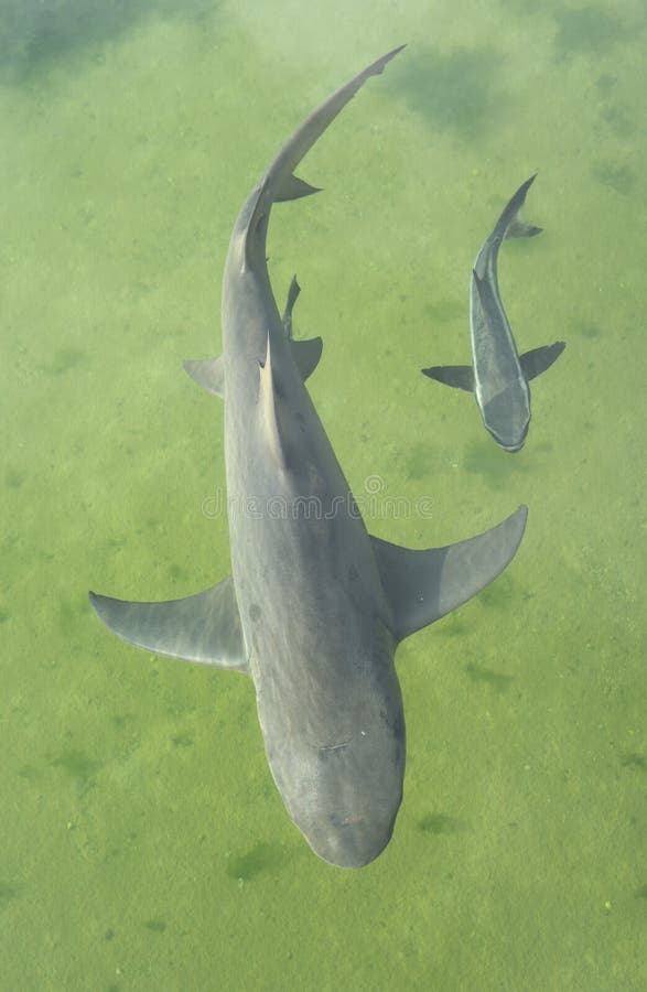 Sharks stock image. Image of wildlife, shark, ocean, marine - 60502023