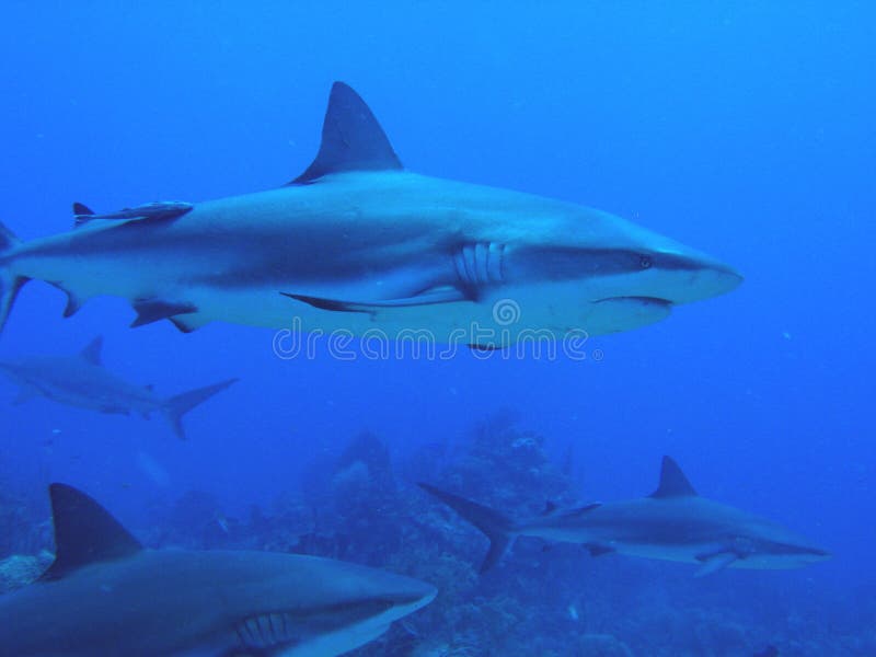 Sharks swimming by reef. Sharks swimming by underwater reef Sharks swimming by reef. Sharks swimming by underwater reef