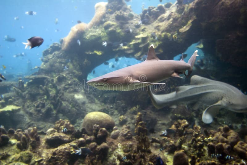 Whitetip Reef Shark (Triaenodon obesus), swimming with coral bommie in background. Shark whitetip stock images, royalty-free photos and pictures
