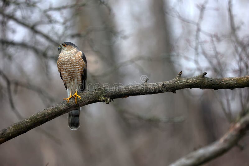 Bird 7 - Sharp-shinned Hawk - Accipiter striatus