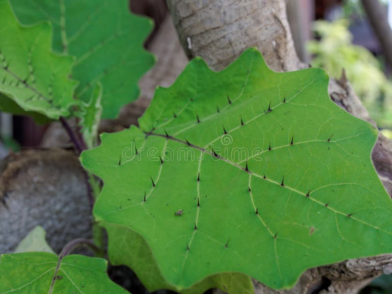 Sharp thron or prickle on Solanum leaf in close up with shallow depth of field