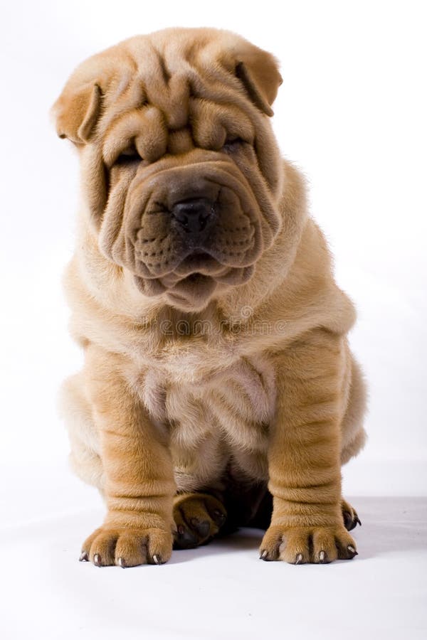 Sharpei