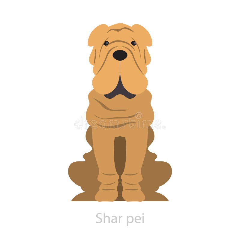 Sharpei dog breed. Puppy animal with skin folds