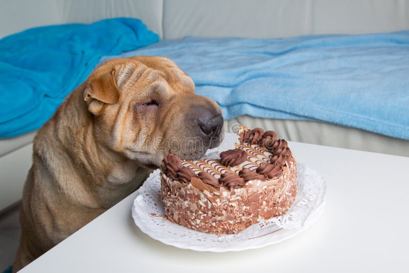 shar pei dog cake