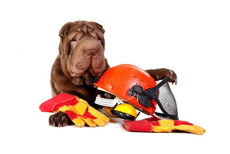 Dog with Construction Hard Hat Stock Photo Image of hair, hard 24646590