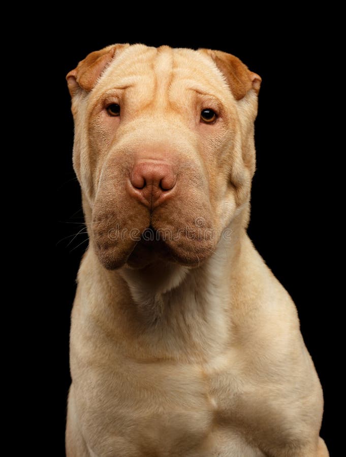 Sharpei Dog Isolated on Black Background Stock Image Image of