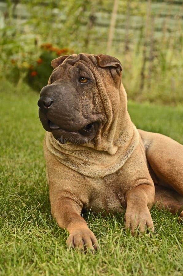 Sharpei Female Dog in the Grass Stock Image Image of blue, pedigree