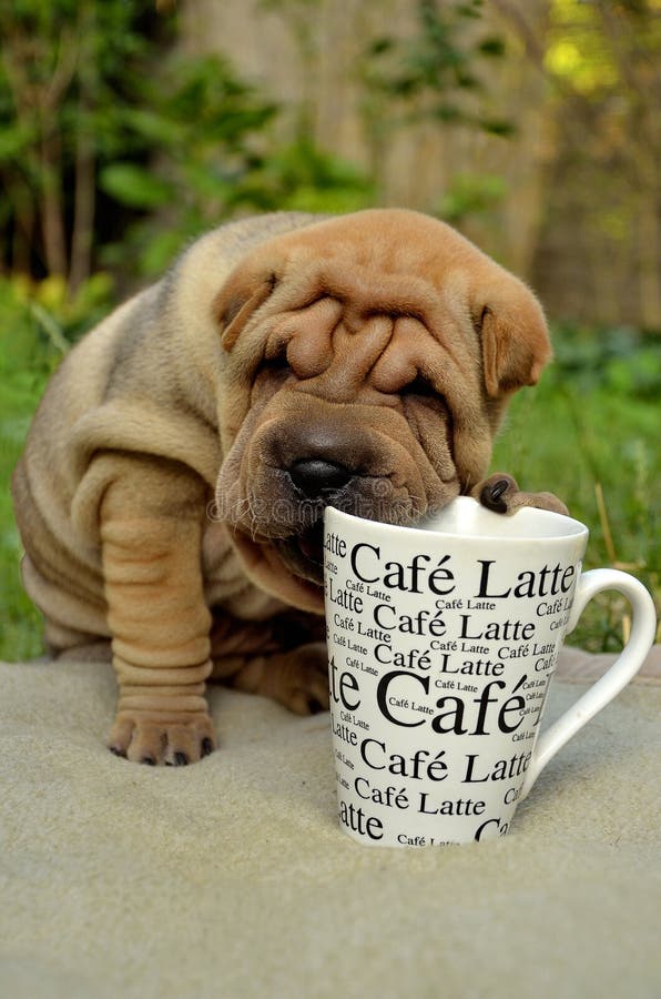 Sharpei puppy with coffee cup