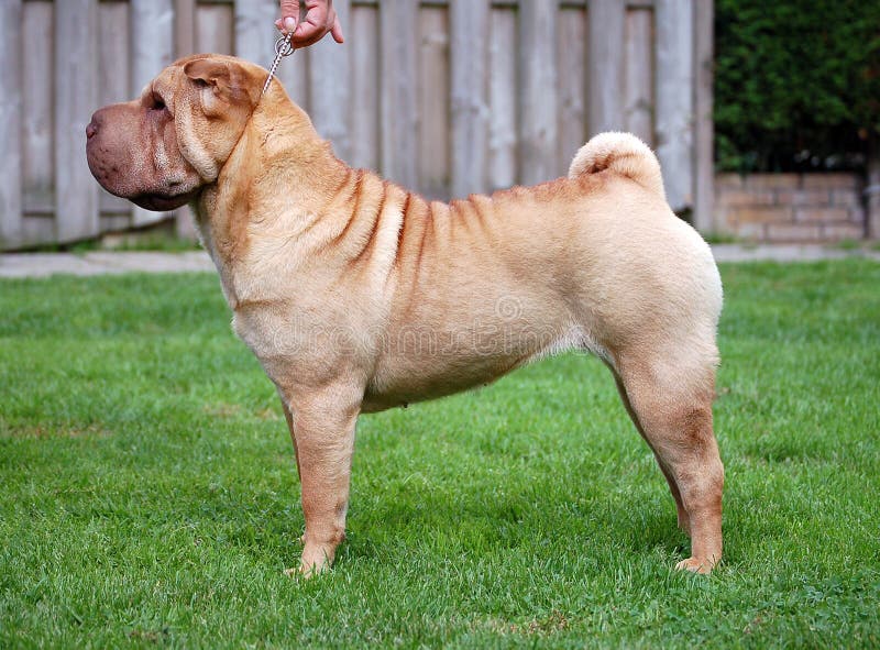apricot dilute shar pei