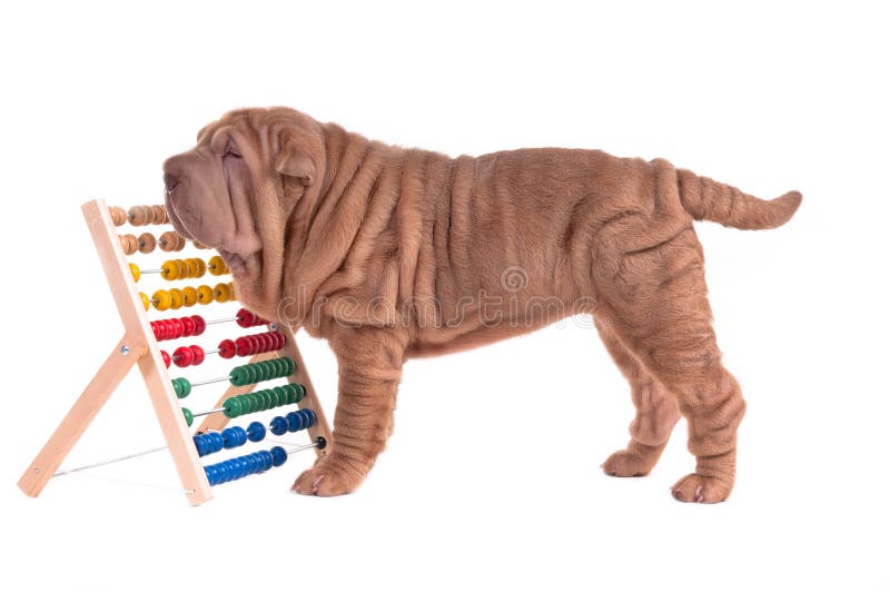 Sharpei Welpe, der mit Rechenmaschine spielt lizenzfreies stockfoto Sharpei Welpe, der mit Rechenmaschine spielt lizenzfreies stockfoto