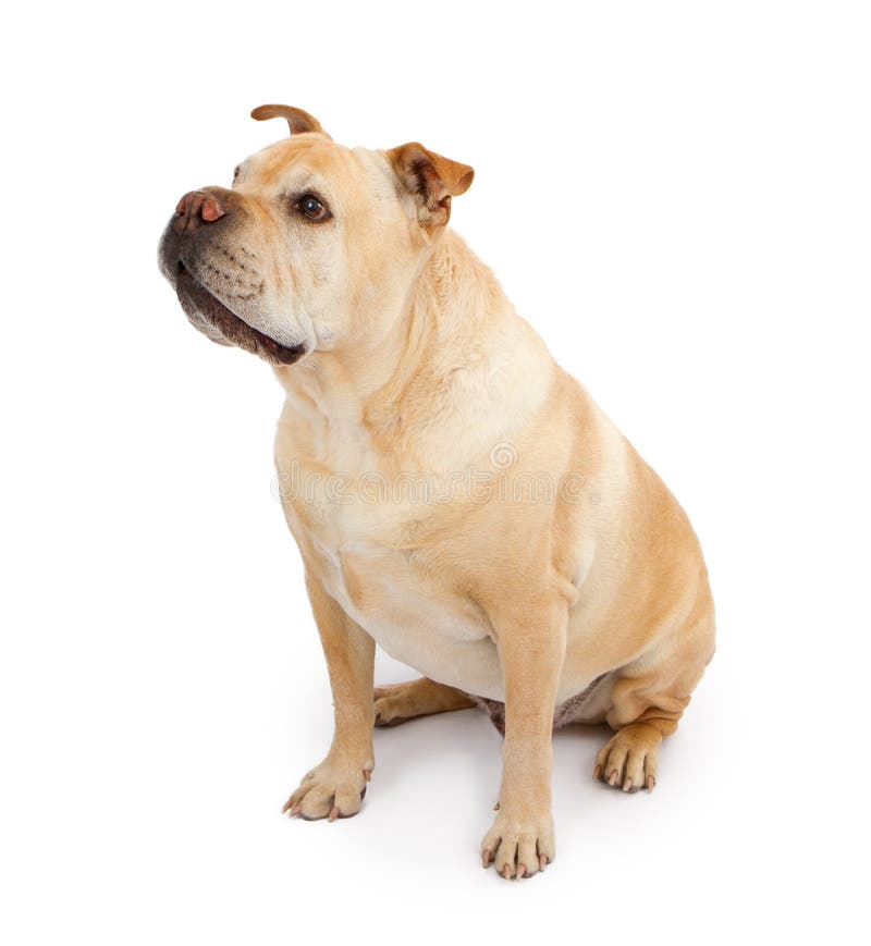 A beautiful bulldog and shar-pei mixed breed dog sitting pretty. A beautiful bulldog and shar-pei mixed breed dog sitting pretty