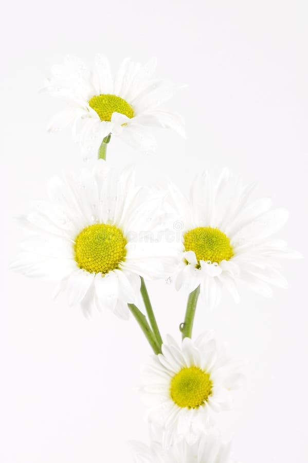 Shasta Daises (Chrysanthemum maximum) on White