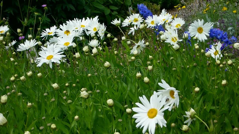 Shasta daisy flowers