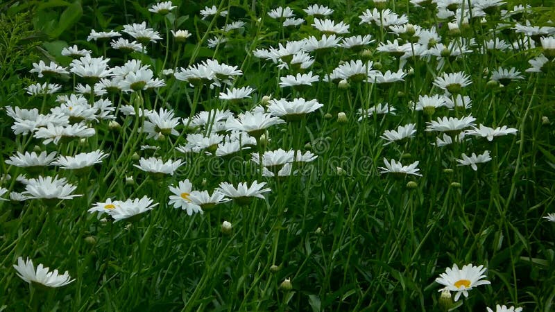 Shasta daisy flowers