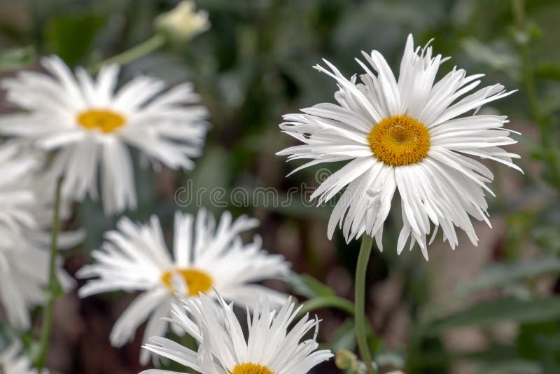 Shasta white daisy