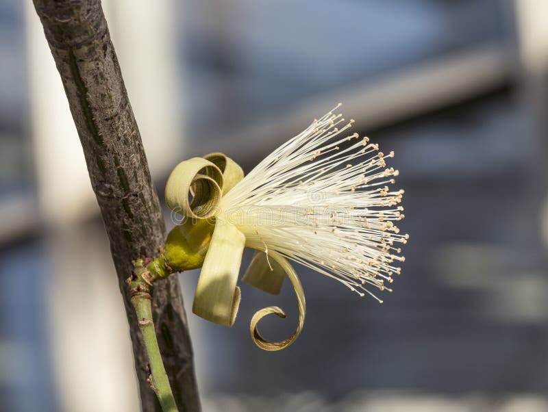 Shaving Bush Stock Photos Free & RoyaltyFree Stock Photos from