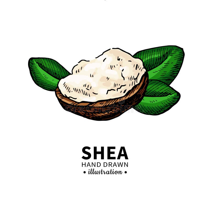 Shea-Buttervektorzeichnung Lokalisierte Illustration von Nüssen, Butter