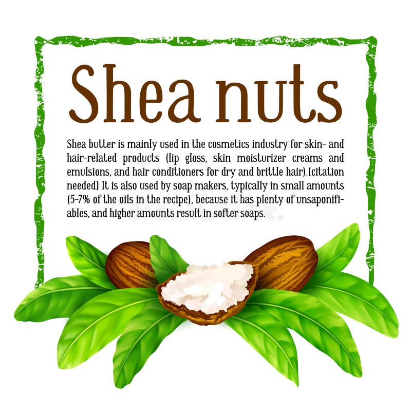 Shea-Nüsse mit Blättern im Vektor