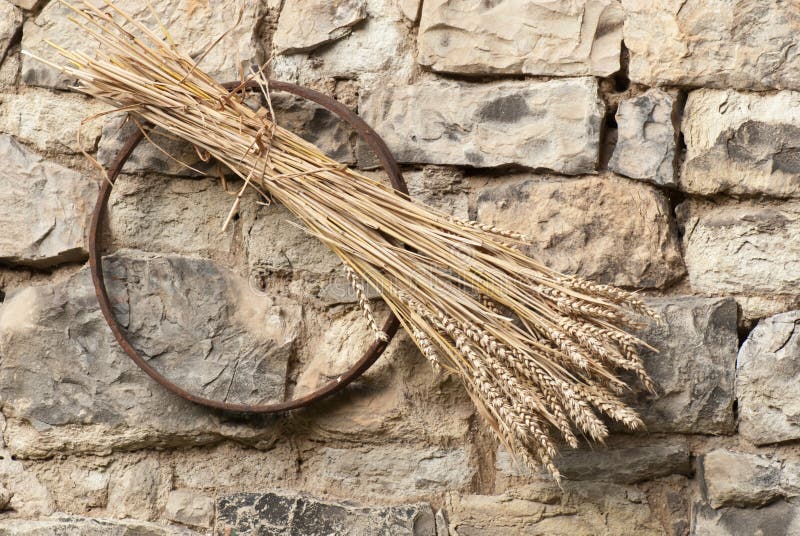 Sheaf of wheat stock photo. Image of ripe, cereal, plant 26889414