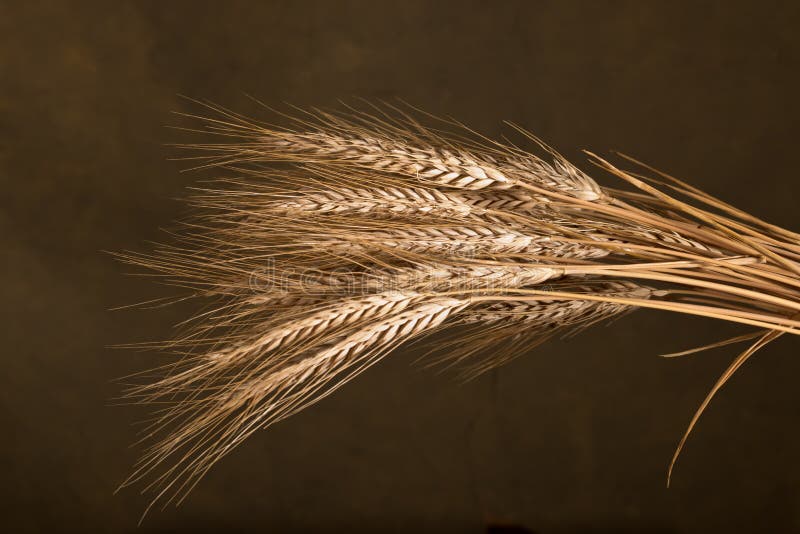 Sheaf of wheat stock image. Image of sheaf, corn, natural 27063143