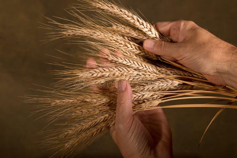 Sheaf of Wheat stock photo. Image of sheaf, plant, agronomy 43302246