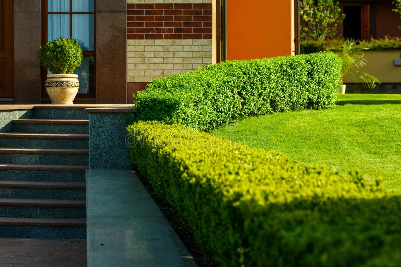 Bushes in landscape design stock photo. Image of decor 131543830