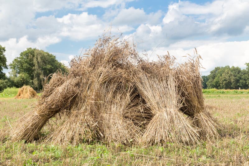 Sheaves of corn standing upright as group