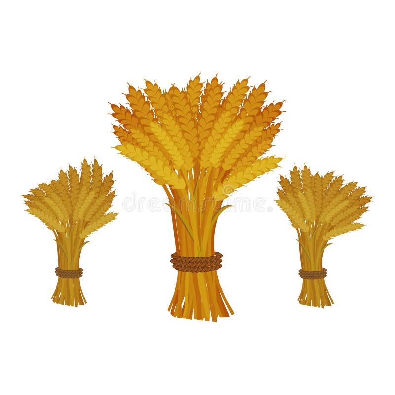 Sheaves of wheat on white background.