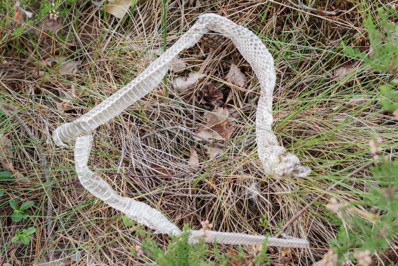 Shed Skin Of Living Snake After Moulting Stock Photo - Image: 49414712