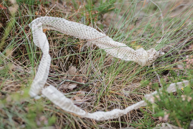 Shed Snake Dry Skin In Nature Stock Photo - Image: 49377676