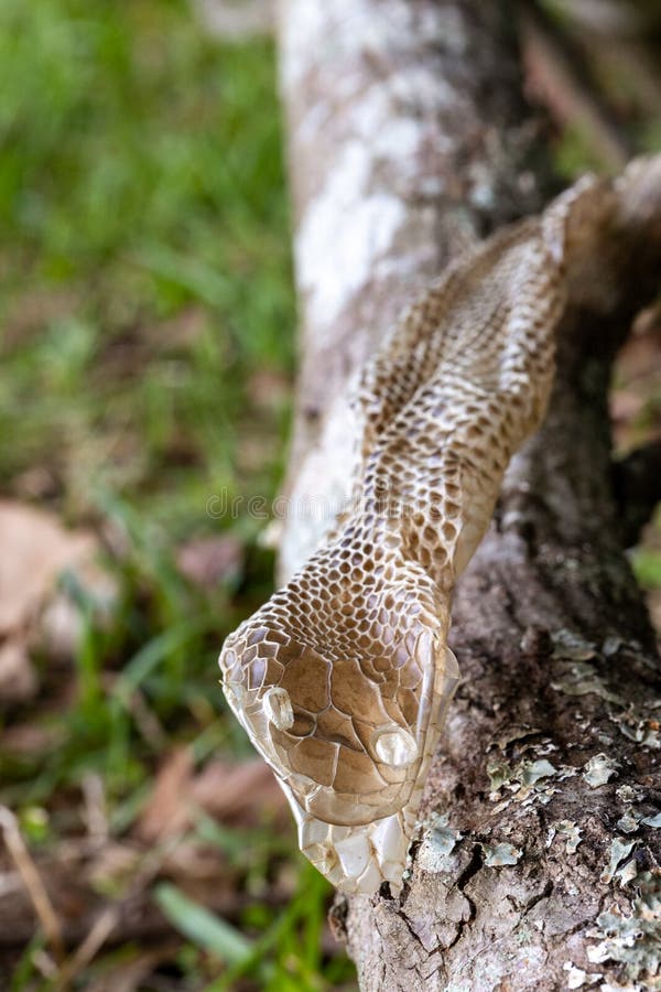 Shed Snake Skin Found in Nature Stock Image Image of renew, skin