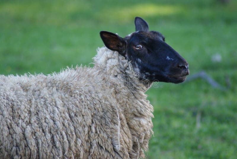 Sheep stock photo. Image of mammal, farm, sheep, ruminant - 173763766