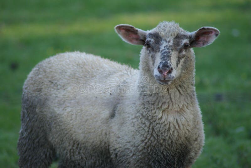 Sheepwether stock photo. Image of fauna, animals, domesticated 3386000