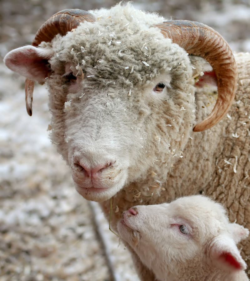 Matka ovce a jejím mládětem.